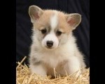 Velški korgi Welsh Corgi Pembroke